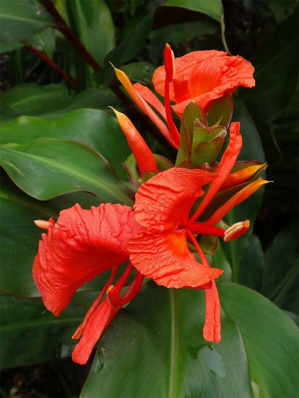 Hedychium Greenii