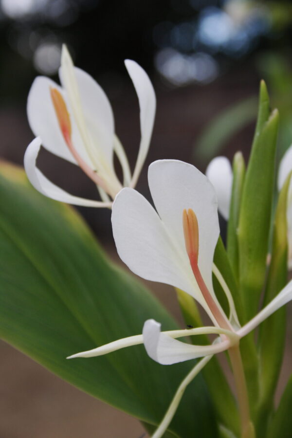 Hedychium 'Helen Dillon'