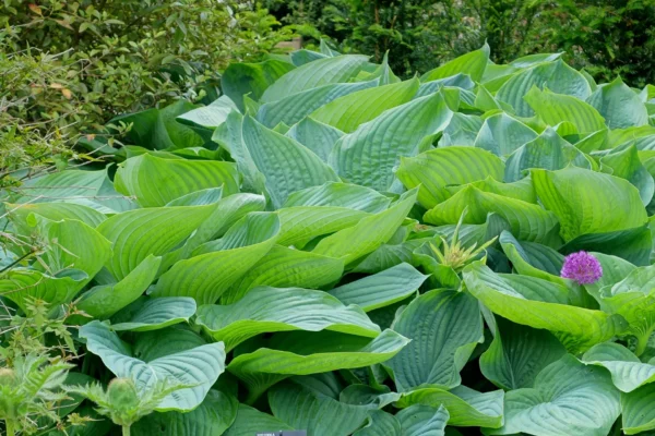 Hosta Empress Wu