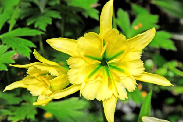 Hymenocallis Sulphur Queen