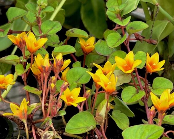 Lysimachia Christina Zixin