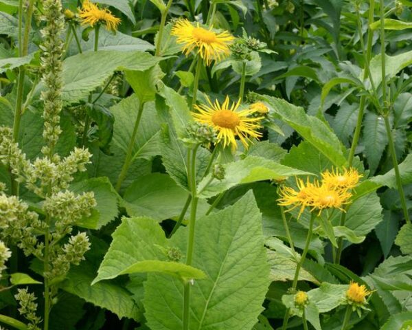 Inula Magnifica