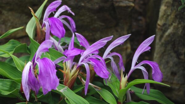 Roscoea Purpurea