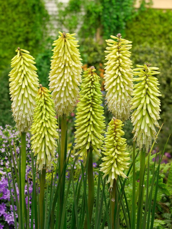 Kniphofia Ice Queen