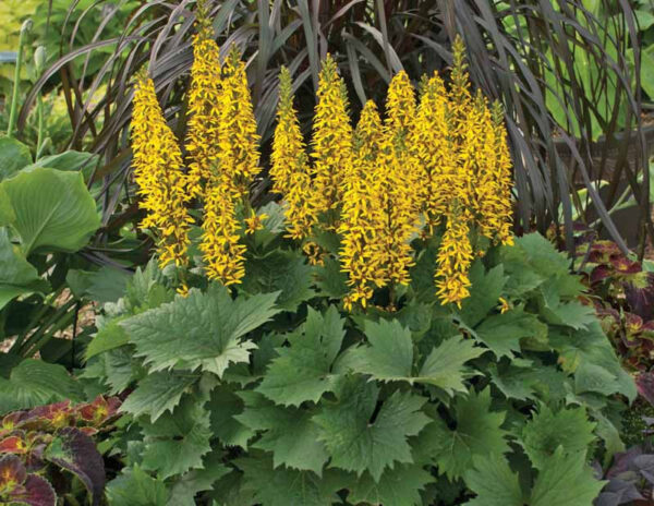 Ligularia The Rocket