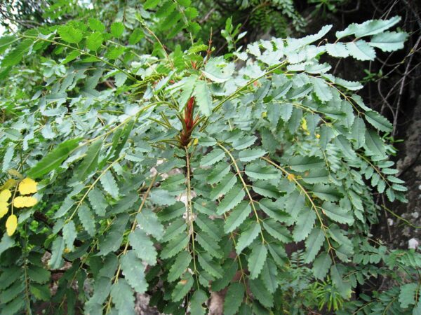 Marcetella Moquiniana