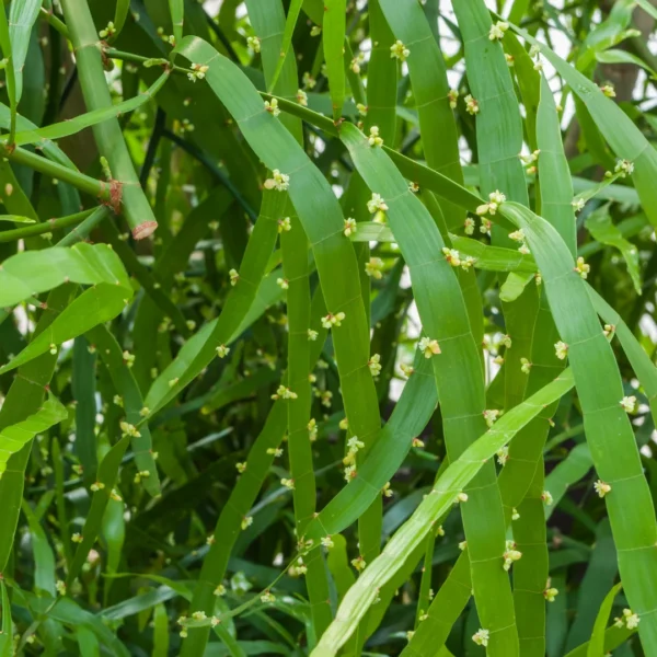 Muehlenbeckia Platyclada