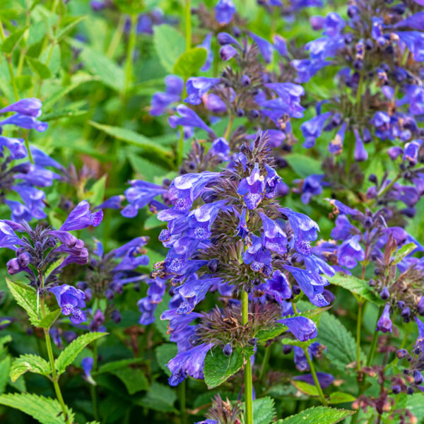 Impatiens Blue Dragon