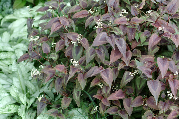 Persicaria Silver Dragon