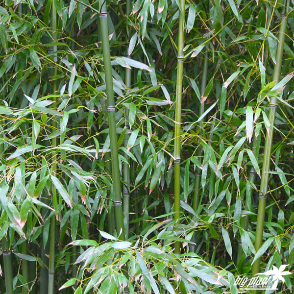 Phyllostachys Bissetii