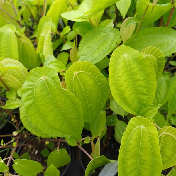 Pilea Insolens