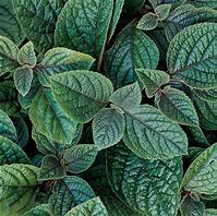 Plectranthus Ciliatus Nico