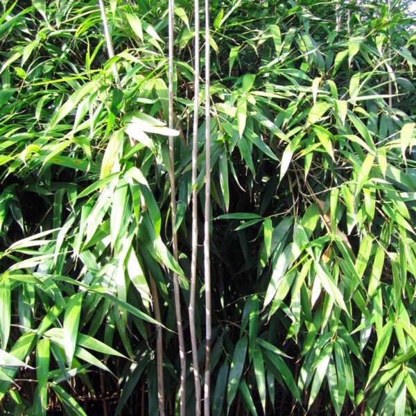 Pseudosassa Japonica