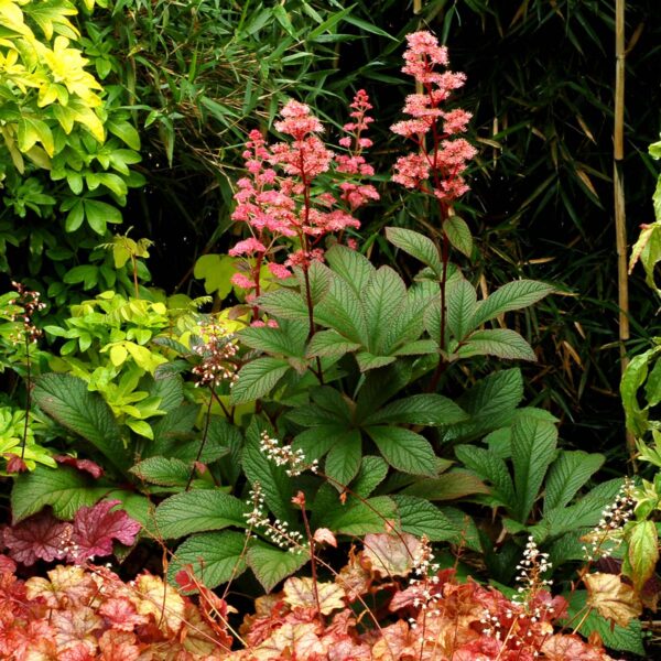 Rodgersia Bronze Peacock