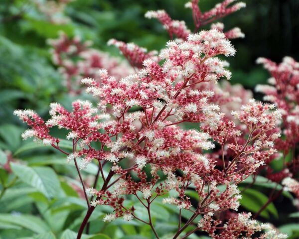 Rodgersia Candy Clouds