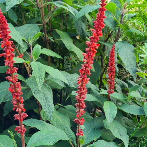 Salvia Confertifolia