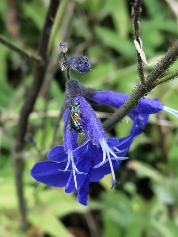 Salvia Saggitata