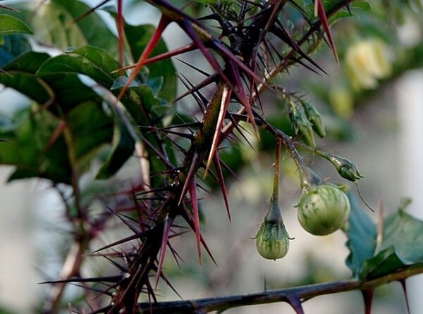 Solanum Atropurpureum