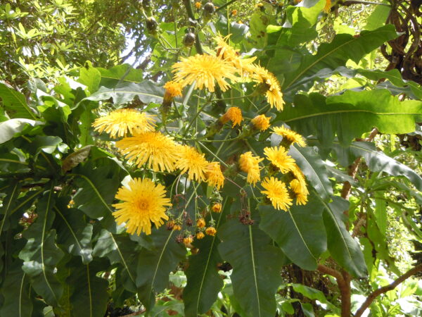 Sonchus Fruiticosus