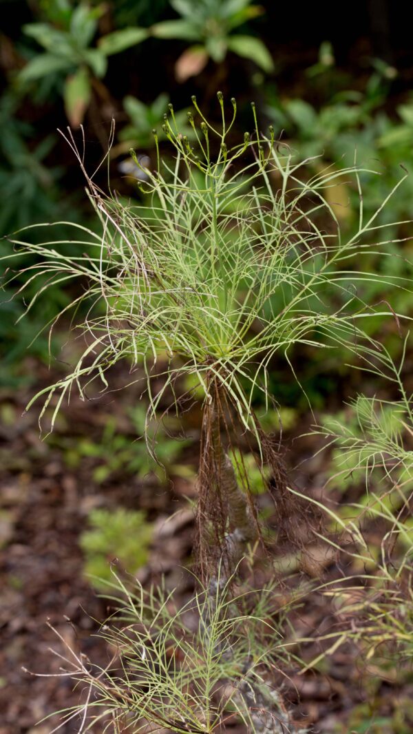 Sonchus Leptocephalus