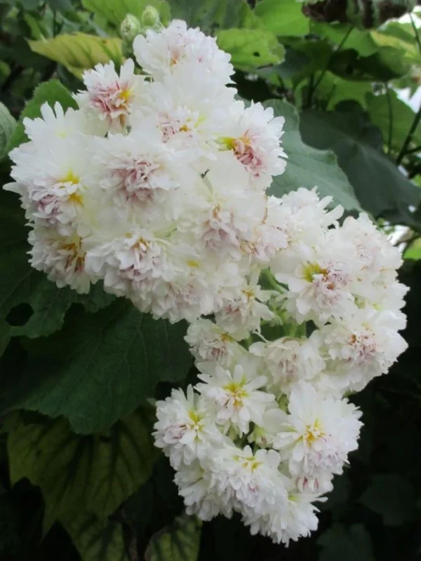 Sparmannia Africana Flore Pleno