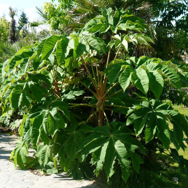 Tetrapanax Papyrifer 'Rex'