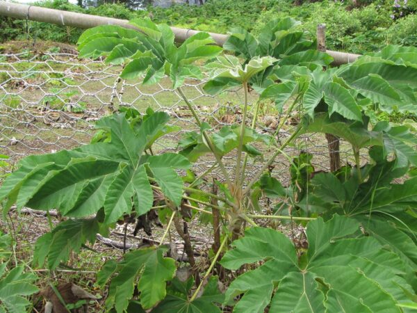 Tetrapanax Papyrifer 'Empress'