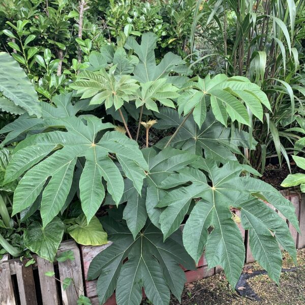 Tetrapanax Papyrifer