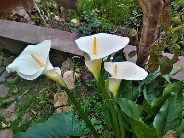 Zantedeschia Hercules