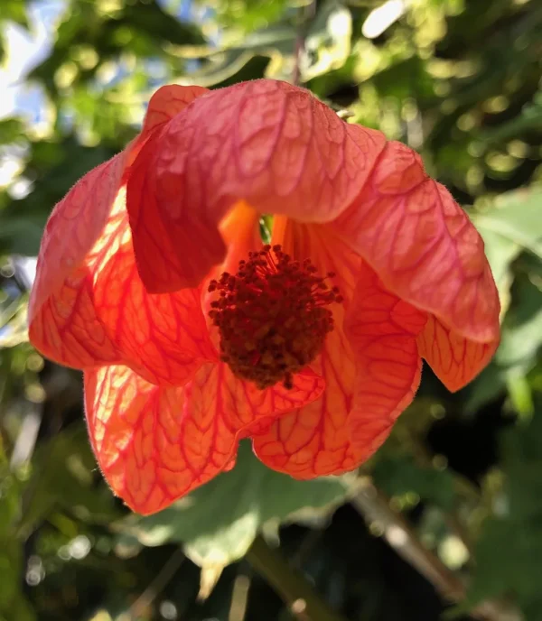 Abutilon Souvenir De Bonn