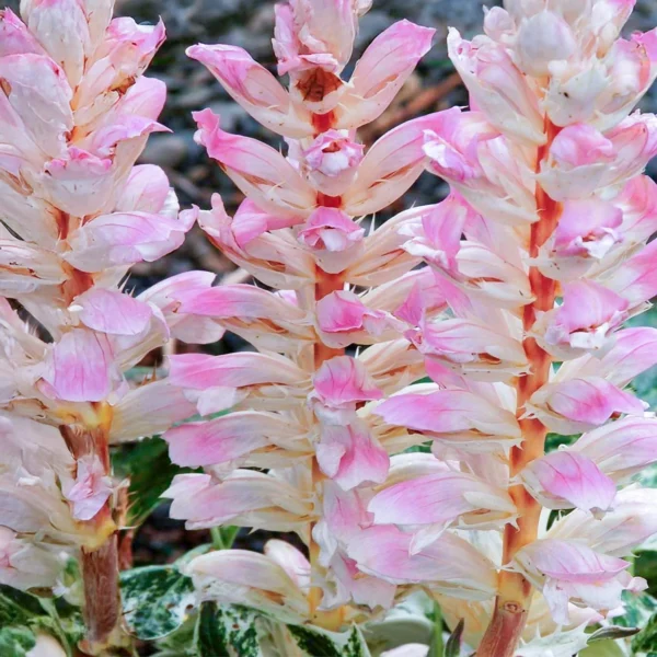 Acanthus Mollis Tasmanian Angel