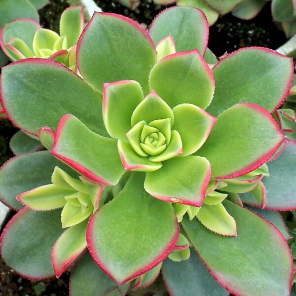 Aeonium Kiwi