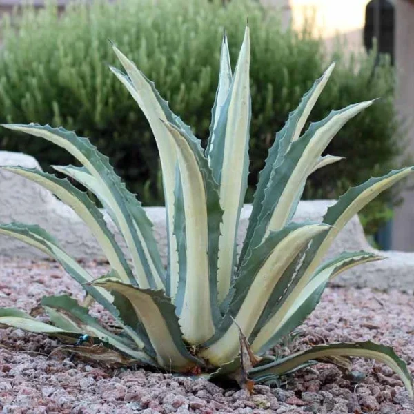 Agave Americana Mediopicta Alba