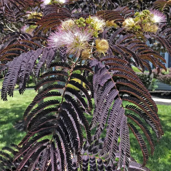 Albizia Julib. Chocolate Fountain