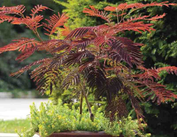 Albizia Julib. Summer Chocolate