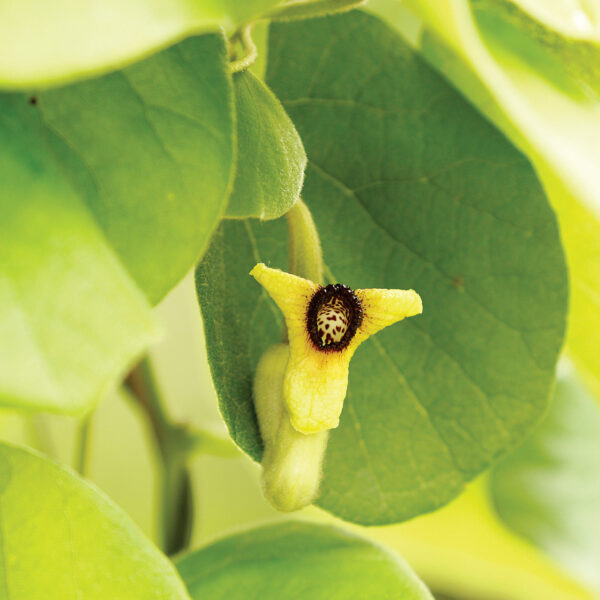 Aristolochia Tomentosa