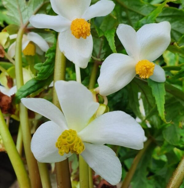 Begonia Pedatifida