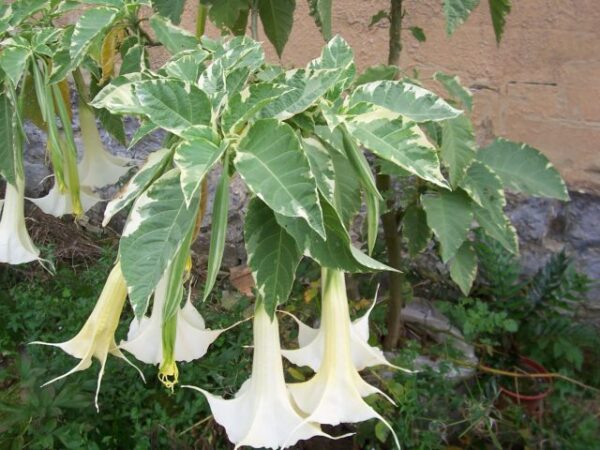 Brugmansia Maya