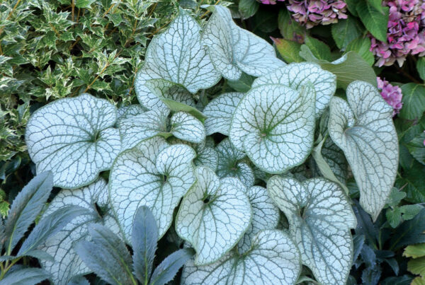 Brunnera Macrophylla 'Alexandria'