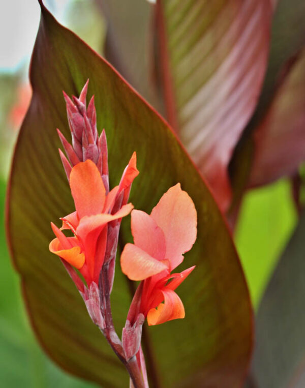 Canna Musifolia