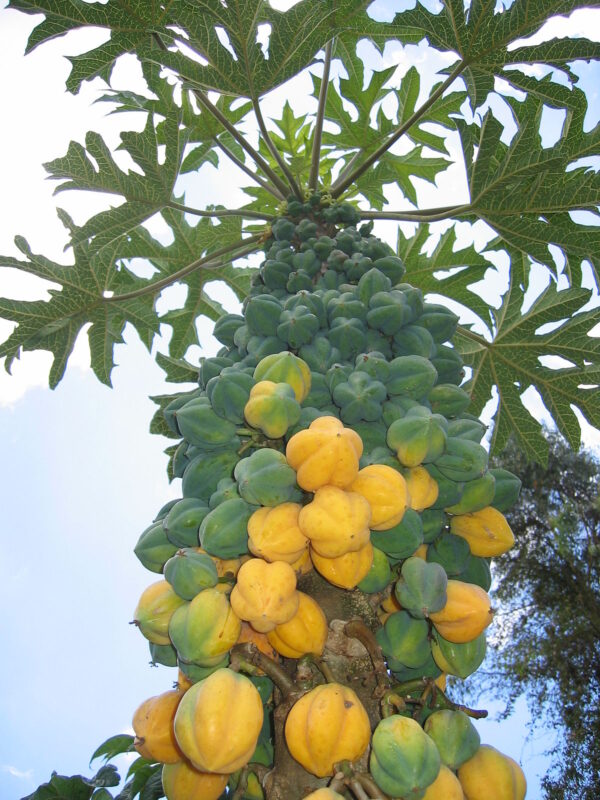 Vasconella Pubescens