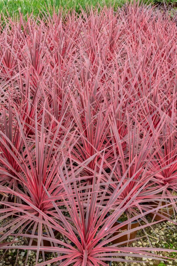 Cordyline 'Charlie Boy'