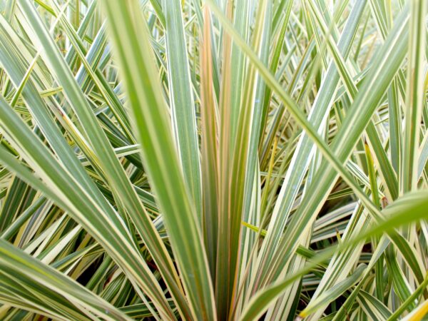 Cordyline 'Torbay Dazzler'