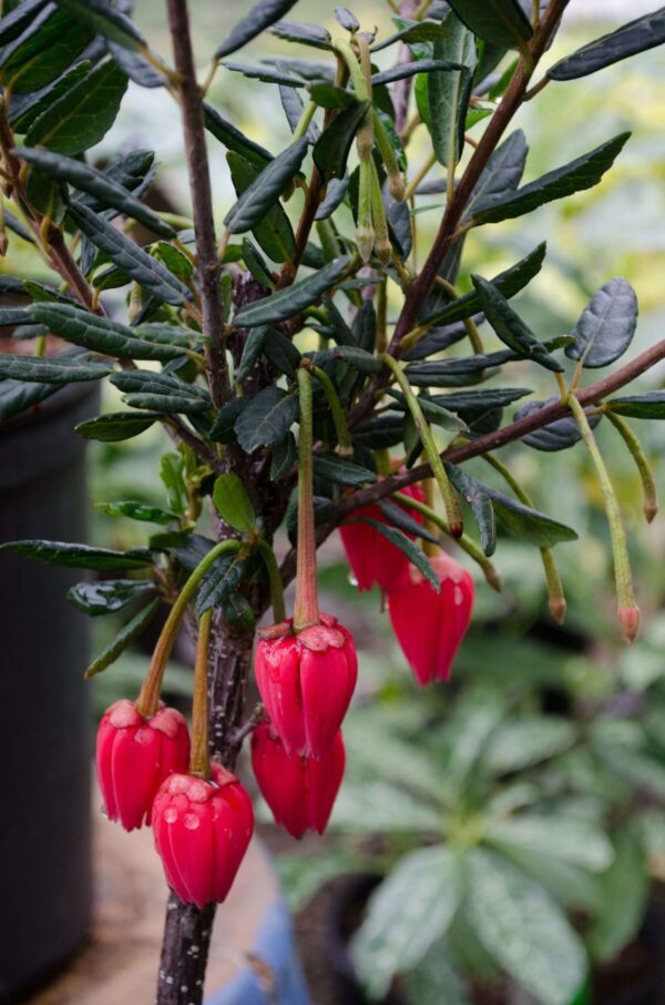 Crinodendron Hookeri