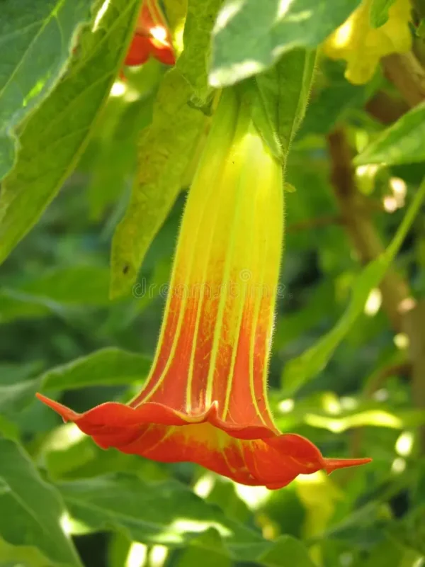 Brugmansia Sanguinea