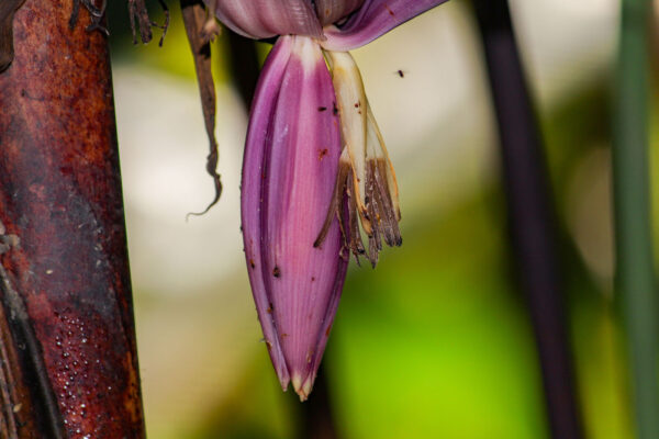 Musa Chunii