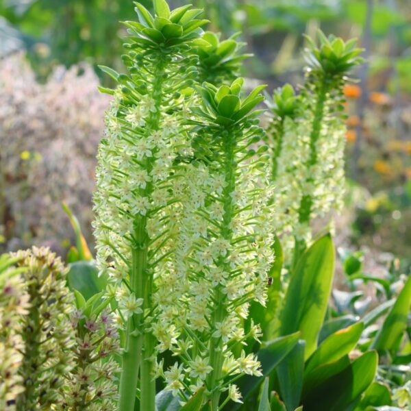 Eucomis Palidiflora Subsp. Pole-Evansii