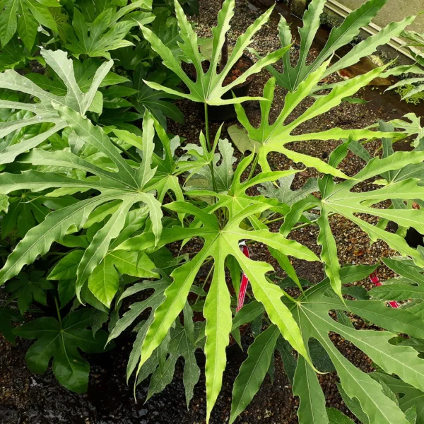 Fatsia Japonica Polycarpa Green Fingers