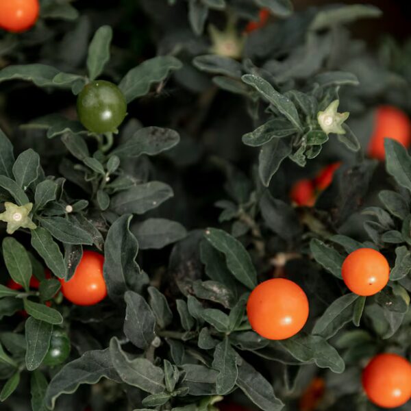 Solanum Marginatum