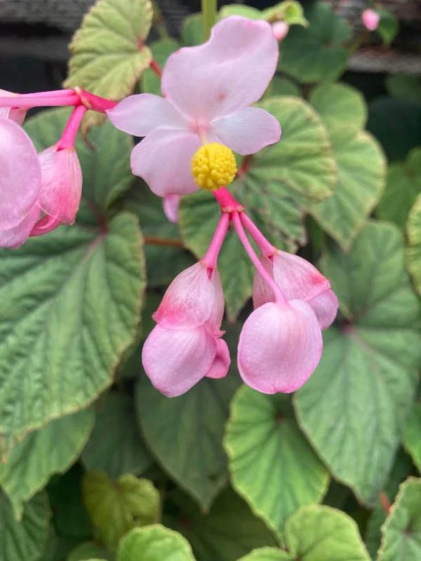 Begonia Grandis Evansiana